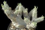 Pachypodium densiflorum v. densiflorum Cm. 29€ 150,00